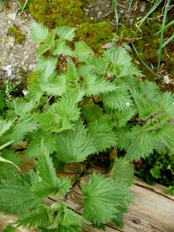 Some good nettle plants for the soup
